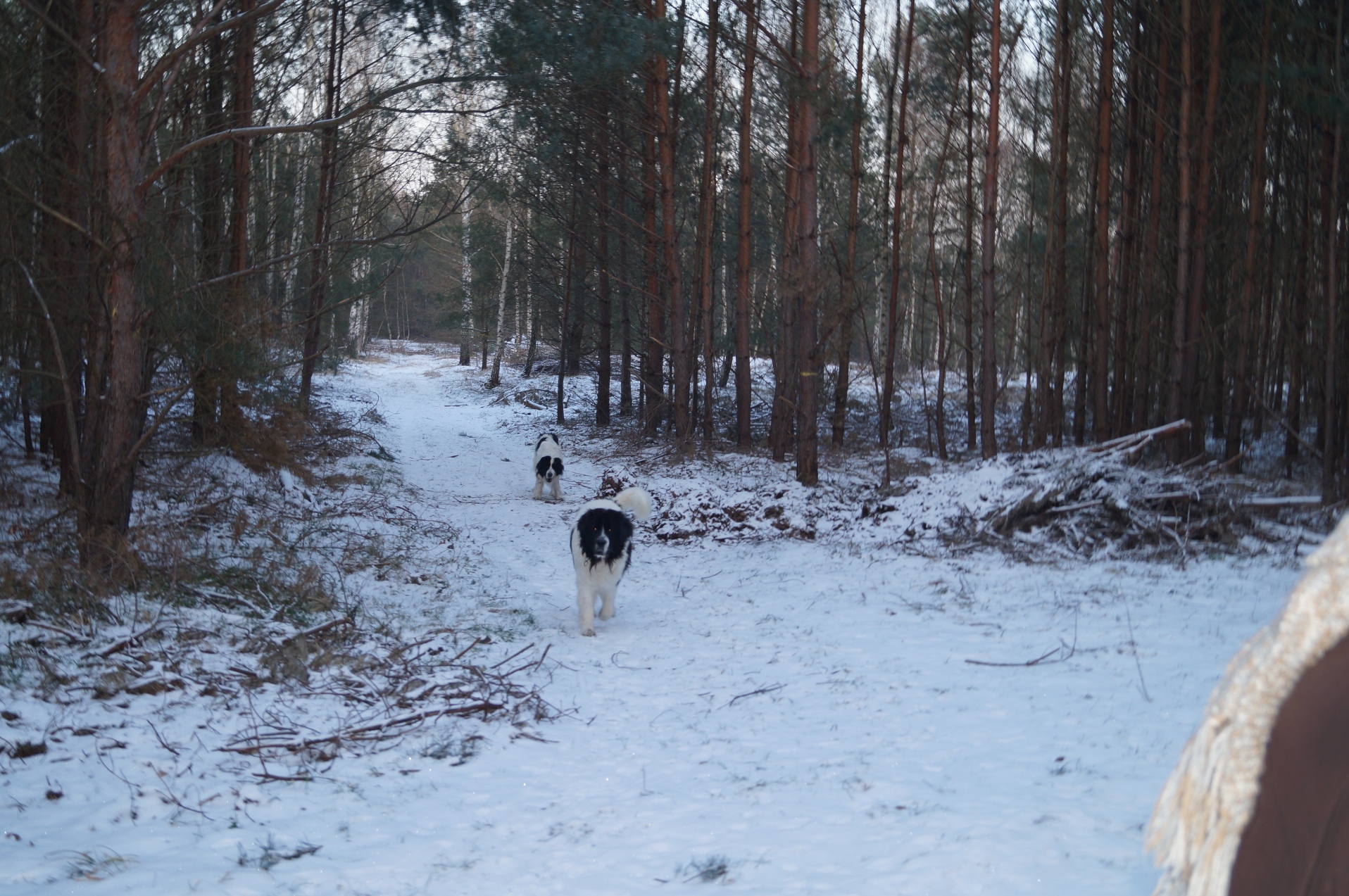 Bild(vereinsleben/bilder/Winter Bilder/DSC02843.JPG) konnte nicht geladen werden